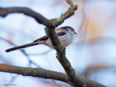 Staartmees  20250308  Krochten