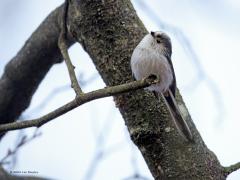 Staartmees  20250308  Krochten