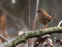 Winterkoning  20250102  Pannenhoef