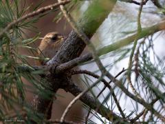 Winterkoning  20251216  Beemden