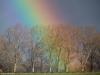 20190117 Hier zet een regenboog voet aan de grond en schildert een aantal bomen bont