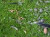 20190628 Moord in de tuin / (K)auw Volgens mij rond zessen hoorde ik gedoe in de tuin. Ik denk dat rond die tijd er een moord plaats vond op ons gazonnetje. Een hoop zwarte veren op het gras als bewijs. Uitgeplukt, afgebeten? Slechts een enkel restje vlees, een stukje van de ingewanden, lag er nog. De moordenaar is er met de buit nog van door gegaan. Volgens mij is de dader een sperwer en het slachtoffer een kauw.