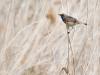 Blauwborst 20140426