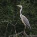 Blauwe reiger 20090808