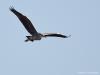 Blauwe reiger 20130206