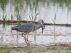 Blauwe reiger 20160510