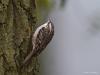 20170317 Boomkruiper Een boomkruiper gaat ook naar boven op de boomstam maar kan niet net zoals de boomklever op de stam naar beneden lopen. Beide komen bij ons best veel voor, op de meeste boswandelingen vind je ze wel in het loofhout. De spitse snavel van de boomkruiper is omlaag gebogen waarmee insecten uit spleten in boombast worden gepeuterd.