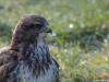 Buizerd 20170206 Zundert De Pannenhoef