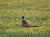 20191212 Fazant Misschien hoort ie bij ons niet echt thuis maar van mij mag het. Kleurt soms ons over het algemeen kale landschap een beetje op.
