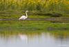 20170714 Flamingo Heel af en toe kom je in het wild een bijzondere vogel tegen. Zo vond ik in juli in Zeeland, net in Tholen, bij de Bergse sluis, deze flamingo. Ver weg, dat wel, op minstens 150 meter. Gelukkig is het een grote vogel en kon ik er met mijn 1000 mm nog iets van maken.  Alleen de Europese flamingo staat te boek als een in het wild in Nederland voorkomende soort. Ze worden wel meer gezien daar in de delta. De Europese soort is herkenbaar aan het lichtroze tot bijna witte verenkleed met dieproz