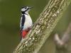20130306 Grote bonte specht