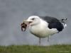20111126 Grote mantelmeeuw