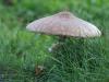20191123 Grote parasolzwam Toen ik naar schoonmoeder reed vielen me een aantal bruine vlekken op langs de weg met eikenbomen. Net voorbij de sloot in een wei bleken echt grote paddenstoelen te staan. Ik heb geen verstand van paddenstoelen maar ik denk dat het grote parasolzwammen waren. Leuk om te zien hoe de verschillende verschijningsstadia zo dicht bij elkaar staan. Van beginnend knuppeltje tot grote paraplu. De steel van de grote parasolzwam is duidelijk bruin getijgerd. De jonge grote parasolzwammen zi