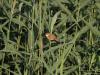 20170902 Kleine karekiet Op internet lees ik: de kleine karekiet is in Nederland een algemene broedvogel in rietvelden die aan water grenzen, het rietveld hoeft niet erg groot te zijn, daarom komt de kleine karekiet op heel veel plaatsen voor. Klopt wel, want deze fotografeerde ik in een smal strookje riet langs de Aa of Weerijs. Het is een echt rietvogeltje. Klein is ie echter niet echt, ca. 13 cm groot wordt ie.