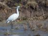 20171118 Kleine zilverreiger Misschien wel leuk om na het tonen van de grote gisteren, nu de kleine zilverreiger te laten zien. Even moeilijk om een nette foto van te maken. Misschien zelfs nog wat moeilijker want je ziet hem minder en hij is beduidend kleiner dan de grote. De kleine heeft zwarte poten met gele tenen en in de zomer een lange witte kuif. Dit reigertje is ca. 60 cm lang en heeft een spanwijdte van ca. 95 cm. Hij lijkt erg op die grote zilverreiger, maar die is flink groter met zijn ca. 90 cm 