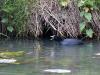 Meerkoet  / Gallinula chloropus / 20190606 Als je langs de beek gaat zitten komen vast deze twee uiterst succesvolle vogels voorbij gezwommen. Vooral die meerkoet is een vogel die erg succesvol is, in die zin dat ie veel aanwezig is in Europa, Noord-Afrika, Azië en Australië. Bij ons waren in 2015 ca. 140.000 broedparen aanwezig. Buiten de broedtijd komen er grote groepen doortrekkers en wintergasten voor. Het waterhoentje komt minder voor maar is bij ons toch ook een vaste vogel 