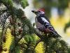 20170510 Middelste bonte specht