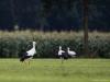 20170905 Ooievaar Het wordt hopelijk weer wat drukker met de vogels nu de trek weer gestart is. Zo zag ik gisteren aan de noordzijde van de Pannenhoef een vijftal ooievaars foerageren op pas gemaaid grasland (waar vast niet veel te vinden was omdat het allemaal zo steriel industrieel gras geworden is). Rond 20.00 uur vlogen ze toch nog op. Ze landden nog even met zijn alle in een kale bomen maar de takken bevielen niet echt en de reis werd weer voort gezet.
