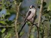 20170808 Staartmees Andere jaren kregen we dit leuke vogeltje zo nu en dan op bezoek in onze tuin, afgelopen winter heb ik ze er echter niet gezien. Volwassen is dit meesje 16 tot 19 cm lang, komt natuurlijk vooral door die opvallend lange staart. De vleugeltjes uitgespreid komen tot 16 a 19 cm, dat is niet zo groot. De donkere ogen zijn soms omrand met een felgekleurde oogring, dat is hier te zien. Jongen hebben vaak een rode omranding. Staartmezen leven doorgaans in groepen met een hechte sociale structuu