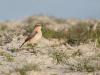 20170411 Tapuit Momenteel trekken ook de mooie tapuiten weer door ons land. Op zandgronden en duinen zie je ze het meest. De mannetjes kunnen mooi contrastrijk gekleurd zijn. Helaas zijn ook deze vogels bedreigd door verdwijnen van hun biotoop. In Nederland broeden maar ca. 250 paar dacht ik.