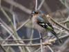 20130323 Vink