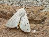 20170509 Witte tijger Deze nachtvlinder kreeg niet lang terug een nieuwe familienaam. Voor 2011 werd dit een 'Beervlinder' genoemd, maar nu moeten we hem een 'Spinneruil' noemen. Maar dat zal alleen de echte vlinderliefhebber interesseren. Belangrijk is te weten dat ie rond vliegt van begin mei tot eind juli. Dat in één generatie; soms een partiële tweede generatie in september-oktober. Dat betekent dus dat er per jaar in de regel maar eenmaal kindjes geboren worden, soms is dat tweemaal. Mooi die gele band