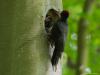 20170618 Zwarte specht Minstens 3 jongen kunnen we waarnemen. Het kunnen er nog meer zijn? Is 4 de norm onder goede omstandigheden?