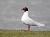 20170420 Zwartkopmeeuw 20170420