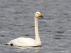 20200110 Wilde Zwaan Zo midden in de winter kun je deze grote zwaan in kleine aantallen hier tegen komen. Ze zitten niet dik, zeker niet met deze zachte winter. Bovendien zitten ze vooral in het noorden van ons land. Een echte wintergast alhoewel er de laatste jaren enkele (2) broedgevallen bekend zijn. In de winter verblijven tussen de 2 en 7 duizend vogels in ons land.