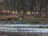 Grote zilverreiger 20200303 Zundert Pannenhoef