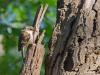 Boomkruiper  20200517  De Krochten