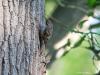 Boomkruiper  20200517  De Krochten