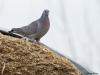 Holenduif  20200920  De boeren zijn hun voerkuilen weer aan het opmaken. Er wordt weer volop mais van het land gereden. Al die maisresten, al dat voer, dat moet toch een feest zijn voor o.a. deze holenduiven zou je denken. Is dat ook aan de populatiegrootte te herkennen?