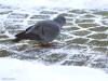 Holenduif  20210209  Ik heb helaas weinig bijzondere vogels in de tuin dit jaar. Zelfs nu niet met de sneeuw. Een beetje bijzonder is het koppeltje holenduiven dat een vaste bezoeker is van mijn voerplekje dicht bij de schuifpui. Het viel me op dat er een kleine en een grote duif rond liep. Ik lees nu dat het mannetje ca. 300 g weegt en het vrouwtje ca. 270 g. Het vrouwtje is dus goed zichtbaar kleiner. Sovon spreekt van ca. 50.000 broedpaartjes in ons land. In de winter verblijven er meer, tot ca. 200