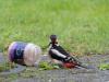 Grote Bonte Specht  20210316  Met regelmaat komt in de tuin deze mooie specht op bezoek. En ja, ook spechten lusten vogelpindakaas. Nu de pot eenmaal gevonden is zal ie wel wat rapper leeg zijn.