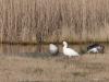 Ross` Gans  20210311   Vorige week trof ik in Zeeland, in Reimerswaal dicht bij het Markizaatsmeer, een heel bijzondere vogel aan. Een exoot, een zeldzame dwaalgast. Namelijk deze kleine witte gans met zwarte handpennen, de Ross' gans. Eerst dacht ik dat het een sneeuwgans was maar die is groter en heeft zwart aan de snavel. Deze Ross'gans leeft in Noord-Canada en overwintert in het zuiden van de VS en Noord-Mexico. Zo'n vogel in Nederland kan een ontsnapt exemplaar uit een verzameling zijn maar deze he