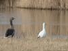Ross` Gans  20210311   Vorige week trof ik in Zeeland, in Reimerswaal dicht bij het Markizaatsmeer, een heel bijzondere vogel aan. Een exoot, een zeldzame dwaalgast. Namelijk deze kleine witte gans met zwarte handpennen, de Ross' gans. Eerst dacht ik dat het een sneeuwgans was maar die is groter en heeft zwart aan de snavel. Deze Ross'gans leeft in Noord-Canada en overwintert in het zuiden van de VS en Noord-Mexico. Zo'n vogel in Nederland kan een ontsnapt exemplaar uit een verzameling zijn maar deze he