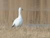 Ross` Gans  20210311   Vorige week trof ik in Zeeland, in Reimerswaal dicht bij het Markizaatsmeer, een heel bijzondere vogel aan. Een exoot, een zeldzame dwaalgast. Namelijk deze kleine witte gans met zwarte handpennen, de Ross' gans. Eerst dacht ik dat het een sneeuwgans was maar die is groter en heeft zwart aan de snavel. Deze Ross'gans leeft in Noord-Canada en overwintert in het zuiden van de VS en Noord-Mexico. Zo'n vogel in Nederland kan een ontsnapt exemplaar uit een verzameling zijn maar deze he