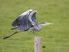 Blauwe reiger  20210415  Kleine Beek