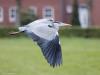 Blauwe Reiger  20210424  Een gaaf vliegmachien vind ik de blauwe reiger. De grote vleugels gaan met trage krachtige slagen op en neer.  Ik weet het moment nog wanneer ik voor het eerst verteld kreeg dat die grote vogel hoog in de lucht een reiger was. Ik zal een jaar of dertien zijn geweest. Er werd zo een kiem gelegd voor mijn vogelinteresse.