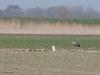 Kraanvogel  20210331  Net voorbij de Brouwersdam, bij Visschershoek, vond ik afgelopen woensdag deze kraanvogel. In zijn eentje. Waarschijnlijk een tweedejaars juveniel. De foto's zijn niet best maar dat krijg je als de afstand zoals hier 175 meter is en dat bij zonnig weer met volop warmtetrillingen. Kraanvogels zijn alleseters. Wanneer ze in hun broedgebied of in hun winterverblijf zijn, eten ze voornamelijk dierlijk voedsel zoals grote insecten, wormen en amfibieën. Hier op doortrek in akkerbouwgebieden