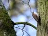 Boomkruiper  20210413  Zundert De Matjens