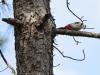 Grote bonte specht  20210512