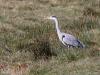 Blauwe reiger  20220309  Regte Heide