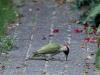 Groene specht  20220530  Tuin