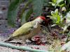 Groene specht  20220530  Tuin