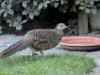 Fazant  20220531  Een paar weken terug had ik dit bezoek in de tuin. Een vrouwtjesfazant. Ik denk niet dat het hier onze gewone wilde fazant betreft? Zou het een goudfazant zijn? Met genummerde pootring, uit een kooi ontsnapt neem ik aan. Na nemen van de foto's liep ie achter een haagje en verloor ik haar uit het oog.