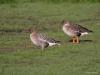 Kleine rietgans  20090425  Bleke Heide