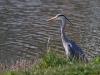 Blauwe reiger  20220323  Colijnsplaat