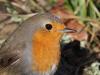 Roodborst  20230207  Gisteren een wandeling gemaakt bij de Rondgors. Fijn om het zonnetje weer eens in je gezicht te voelen. Niet veel vogels gezien en slechts eentje gaf me een kans voor een foto. En dat deed deze Robin ruimhartig. Het moet al gek gaan wil je op je wandeling niet meerdere roodborsten tegen komen. Deze kwam laag in een heg best dicht voorbij mij gehipt.